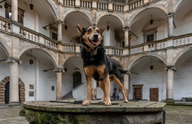 Şimdiki konu atık ayrımı