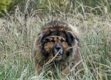 Güzel bir köpek sahibini arıyor.