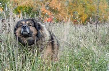 Güzel bir köpek sahibini arıyor.