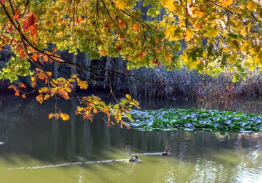 Parkta doğal sonbahar renkleri