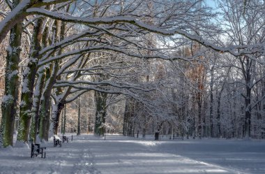 Kış sonsuza dek geldi, her yeri beyaz karla kapladı.