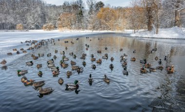 Sadece rengarenk ördekler var. Soğuk ve soğuk suda yüzmeyi dert etme.