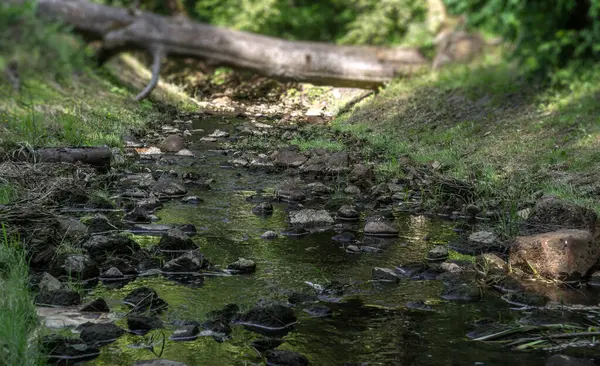 Poczyn-Zdrj 'deki İngiliz parkı Borkw' a uzanır, Wogra nehri boyunca iki kilometre boyunca.