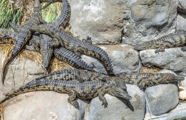 Timsah kaplumbağalar ve diğer sürüngenler, Djerba 'daki keşif parkında güneşlenirler.