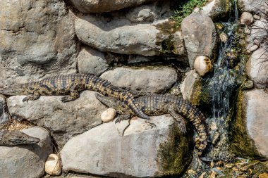 Timsah kaplumbağalar ve diğer sürüngenler, Djerba 'daki keşif parkında güneşlenirler.