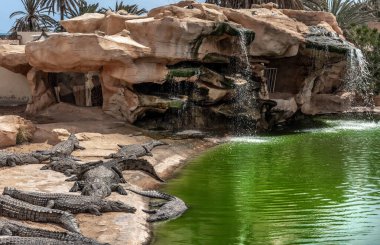 Djerba Adası 'ndaki parkın bir başka inanılmaz cazibesi de madagaskar timsahları çiftliğidir..