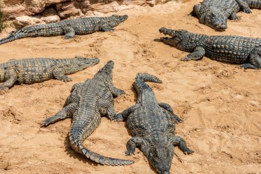 Djerba Adası 'ndaki parkın bir başka inanılmaz cazibesi de madagaskar timsahları çiftliğidir..