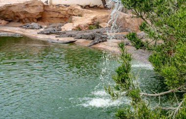 Timsah çiftliği, Djerba Park Kompleksi 'nin bir parçasıdır.