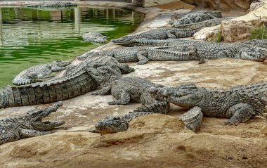 Timsah çiftliği, Djerba Park Kompleksi 'nin bir parçasıdır.