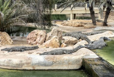 Timsah çiftliği, Djerba Park Kompleksi 'nin bir parçasıdır.