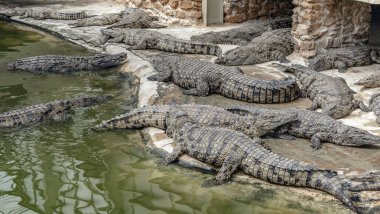 Timsah çiftliği, Djerba Park Kompleksi 'nin bir parçasıdır.