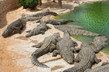 Djerba Adası 'ndaki parkın bir başka inanılmaz cazibesi de madagaskar timsahları çiftliğidir..