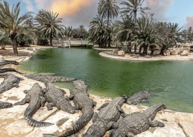 Timsah çiftliği, Djerba Park Kompleksi 'nin bir parçasıdır.