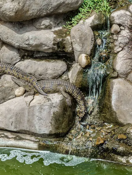 Timsah kaplumbağalar ve diğer sürüngenler, Djerba 'daki keşif parkında güneşlenirler.
