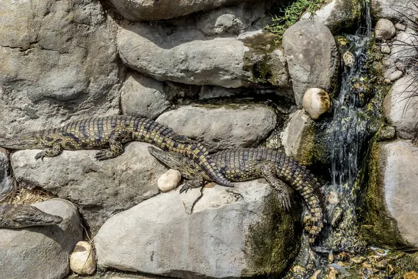 Timsah kaplumbağalar ve diğer sürüngenler, Djerba 'daki keşif parkında güneşlenirler.