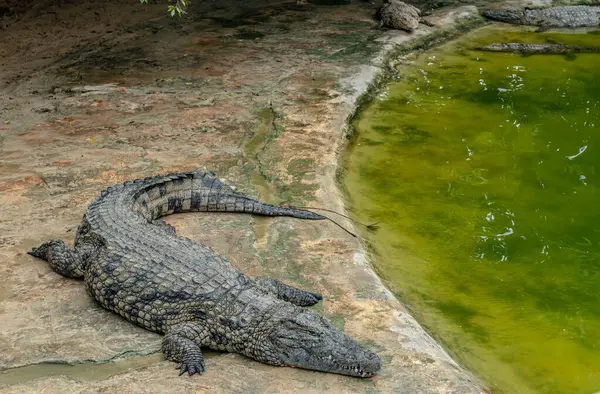 Timsah çiftliği, Djerba Park Kompleksi 'nin bir parçasıdır.