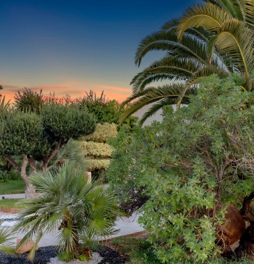 Çölün kenarındaki resimsi palmiye ağaçları