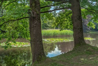 Doğanın cazibesi ve yazın parktaki renkleri.