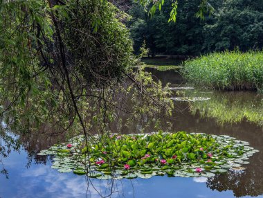 Doğanın cazibesi ve yazın parktaki renkleri.