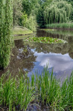 Doğanın cazibesi ve yazın parktaki renkleri.