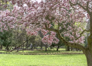 Manolyaların cazibesi ve çiçeklerinin renkleri her geçen yolcunun dikkatini çeker.