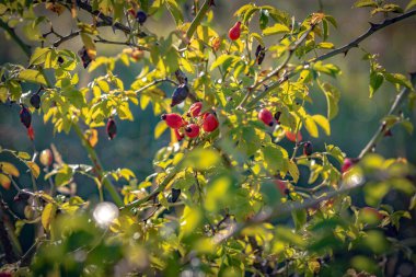 Sonbahar dünyanın her renginden gökkuşağıyla parıldıyor.