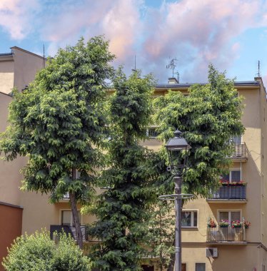 Şehirdeki yeşilliklerin çoğu sakinlerin ruh halini geliştirir.