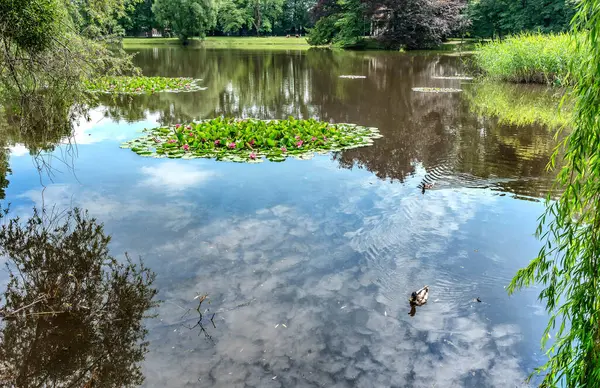 Doğanın cazibesi ve yazın parktaki renkleri.