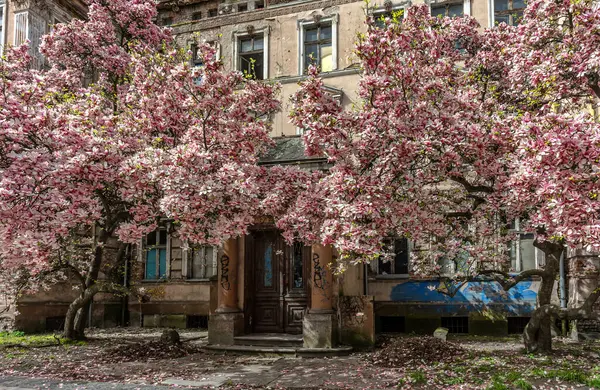 Manolyaların cazibesi ve çiçeklerinin renkleri her geçen yolcunun dikkatini çeker.