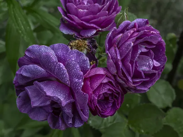 Renkli renklerle parıldayan bir çiçek galaksisi.