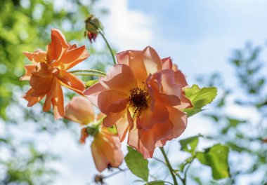 Kırmızı çiçekler aşkı, beyazı, saflığı ve masumiyeti ifade eder, sarıyı, neşeyi ve mutluluğu. Sevdiğiniz için nasıl buket yapacağınızı görün....