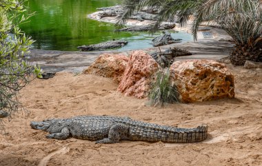 Tunisia 'daki djerba adasında timsahlar ve çeşitli sürüngenler imparatorluğu bulunmaktadır.