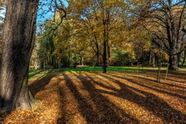 Ağaçlardan yapraklar döküldü ve sisli sabahlar altın rengi sonbaharın yaklaştığının işaretidir.