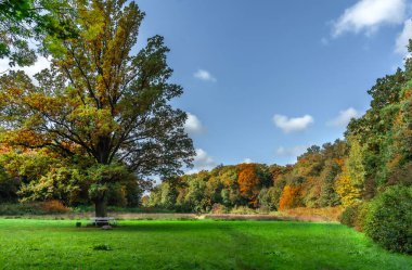Ormanda sonbaharın sıcak altın renkleri