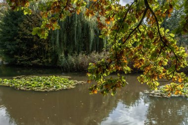 Sonbahar manzarası kahverengidir, sarıdır, kırmızıdır ve sonbahar yaprakları renk değiştirir ve düşer.