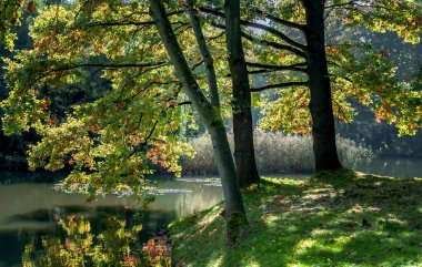 Sonbahar manzarası kahverengidir, sarıdır, kırmızıdır ve sonbahar yaprakları renk değiştirir ve düşer.
