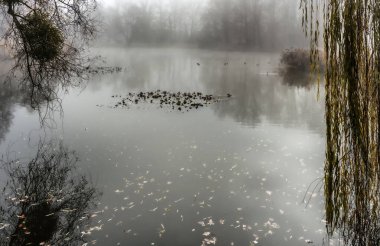 Akşamları sis belirir ve gün ışığının ilk ışıklarıyla kaybolursa, güzel bir gün olacağa benziyor.