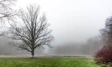 Akşamları sis belirir ve gün ışığının ilk ışıklarıyla kaybolursa, güzel bir gün olacağa benziyor.