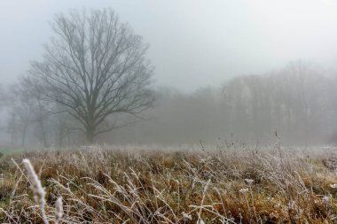 Sis, özellikle sabahları eşsiz bir manzara yaratır.