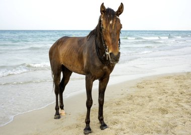 Atlar hafif, çevik ve canlı mizaçlı hızlı hayvanlardır.