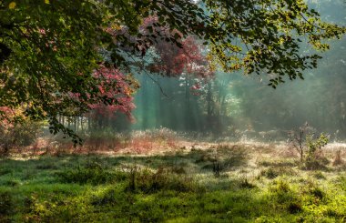 Bilim adamları, doğada geçirilen haftada sadece 30 dakikanın hayatınızı daha iyi yapacağını vurguluyor.