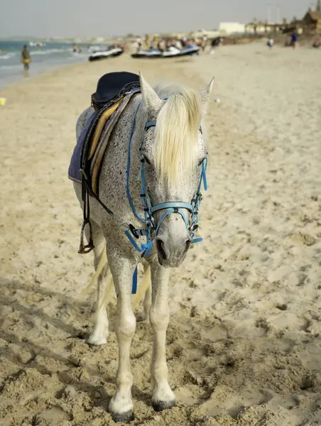 Atlar hafif, çevik ve canlı mizaçlı hızlı hayvanlardır.