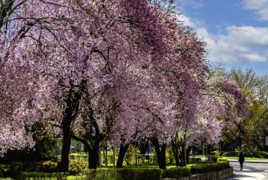 Baharda tüm doğa canlanır ve dünya renklenir.