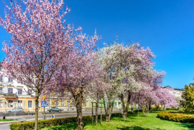 Baharda tüm doğa canlanır ve dünya renklenir.