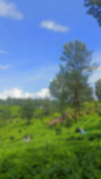 Defocused abstract background of View of the tea garden in the morning