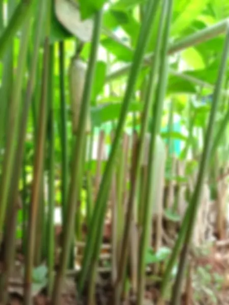 Defocused abstract background of Collection of stems and leaves