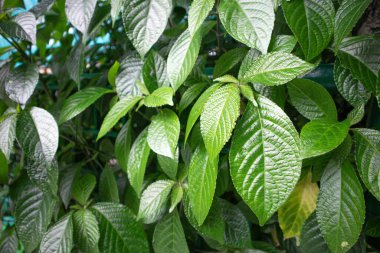 Keji Beling (Strobilanthes crispus) or also called kejibeling, broken glass (Betawi), or also called enyoh kelo (Java) during the day
