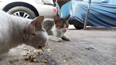 Pay attention to the cat being fed