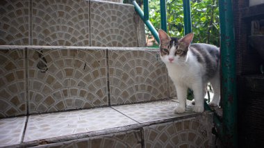 white gray cat pawing relaxing