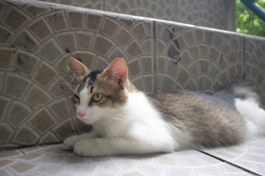 white gray cat pawing relaxing